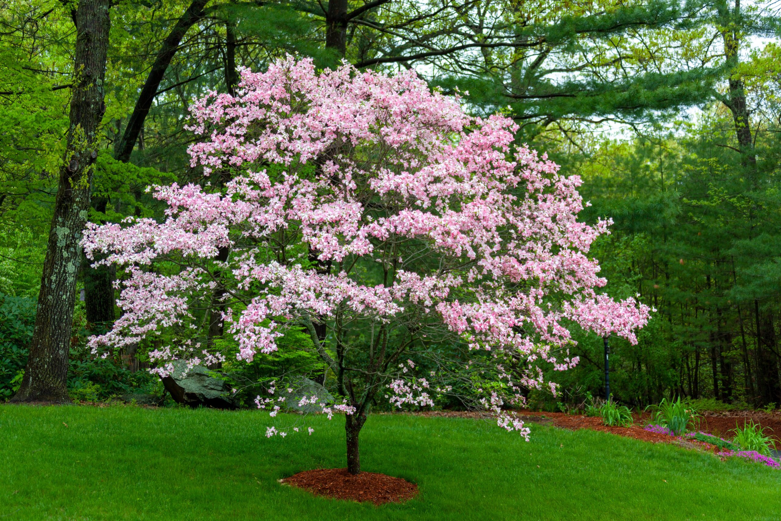 Beautiful magnolia tree in full bloom at a lush park in Southborough, MA.