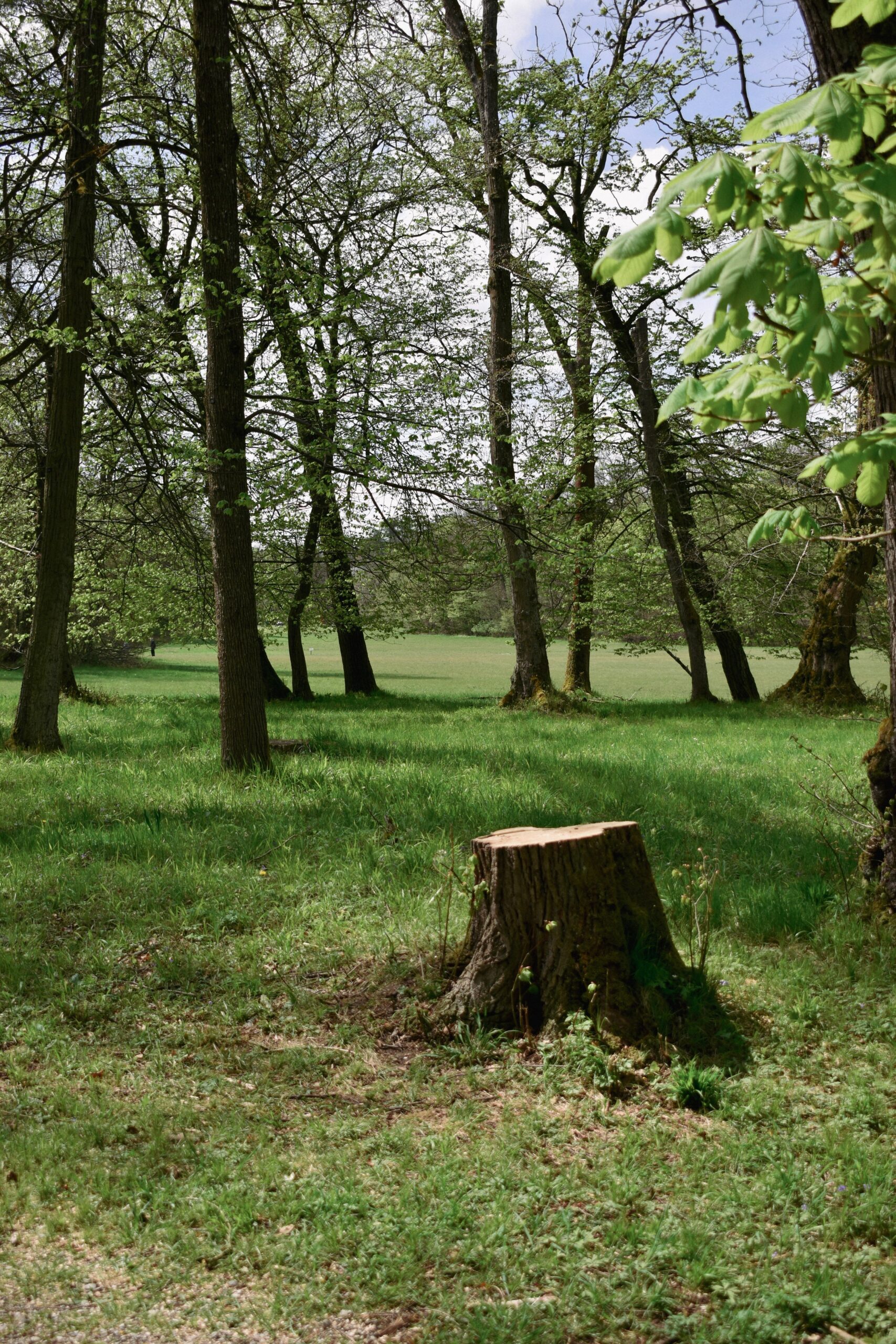 A peaceful summer forest scene with a tree stump in the foreground, evocative of natural beauty.