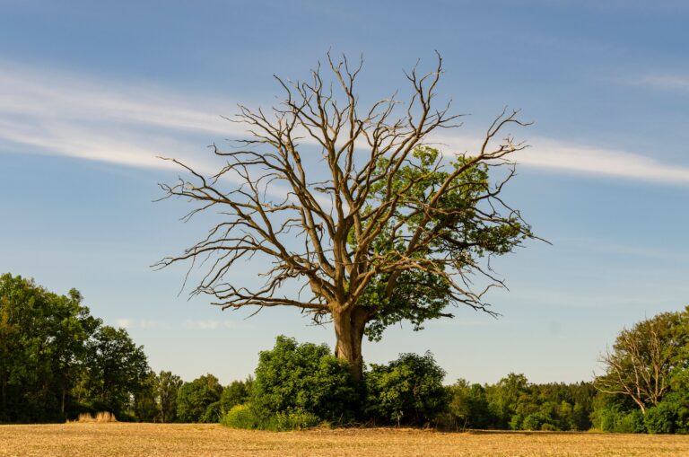 A solitary oak tree stands in a sunny field surrounded by lush green bushes and trees under a clear blue sky.